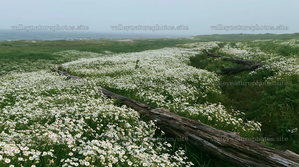 Ishikawa coastal meadow with driftwood and flowers – nature photography 10608x5938