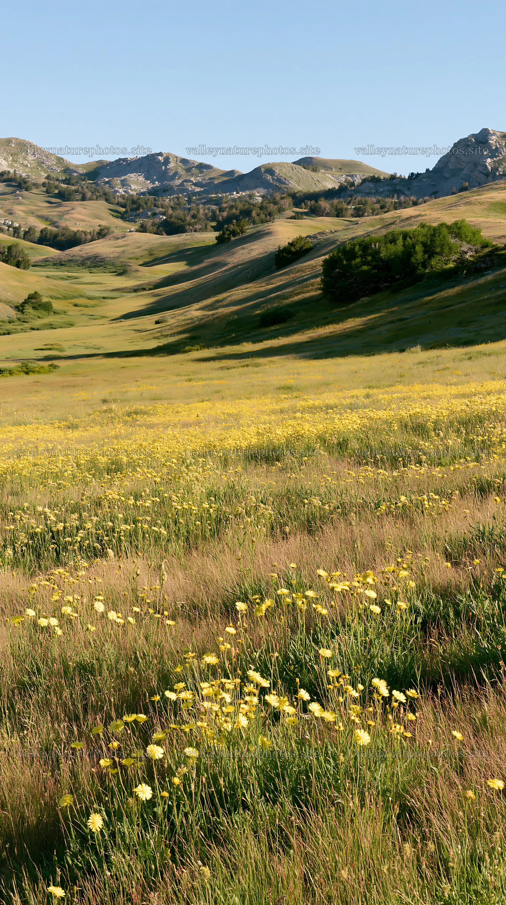 Sunny limestone meadow with warm grasses and wildflowers – nature photography 5938x10608