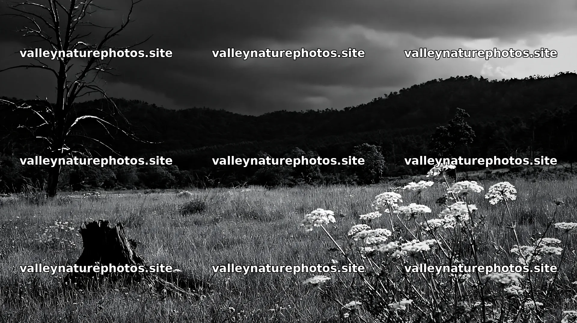 Fukushima native meadow with weathered stump under dark clouds – nature photography 10608x5938