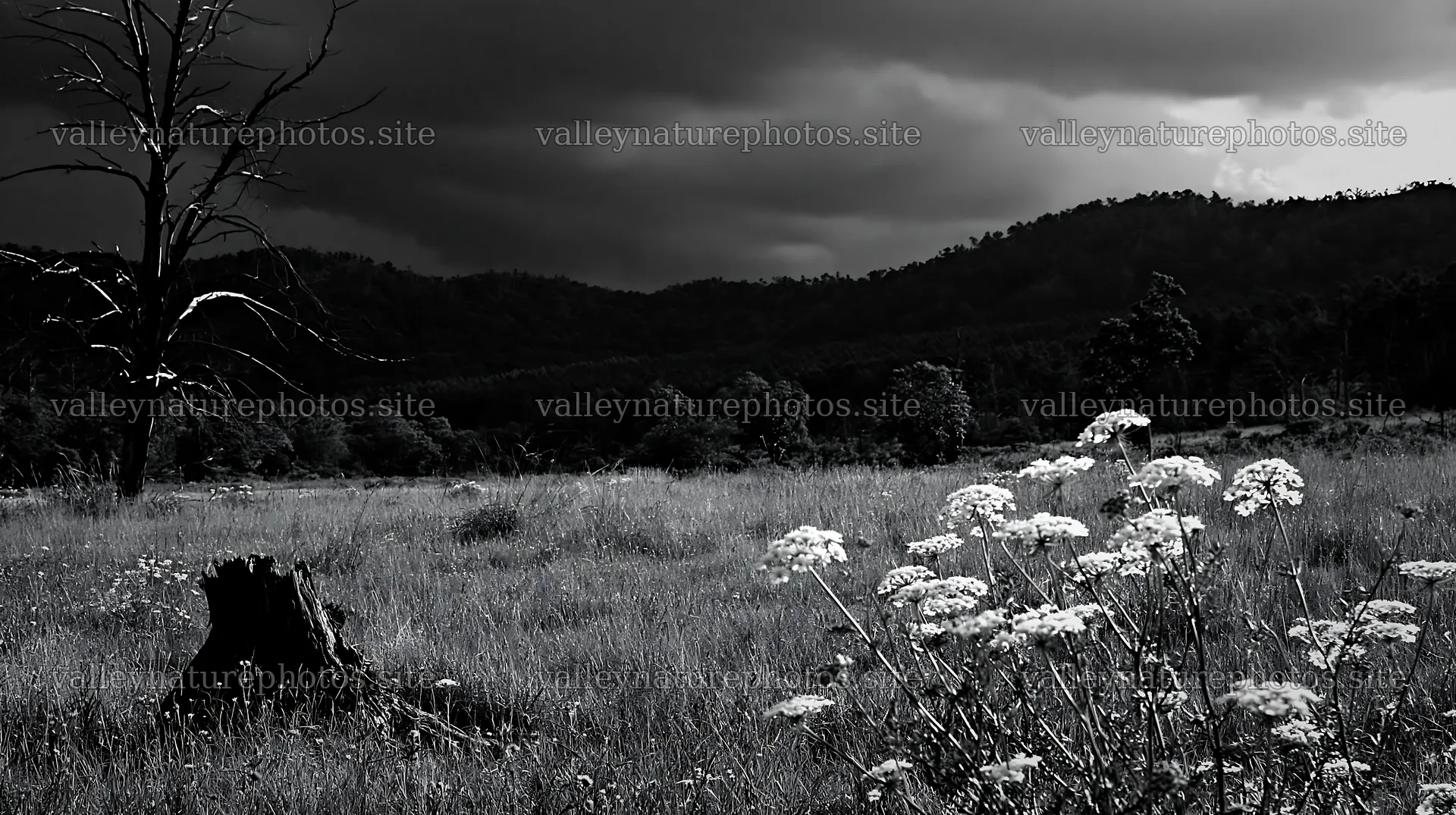 Fukushima native meadow with weathered stump under dark clouds – nature photography 10608x5938