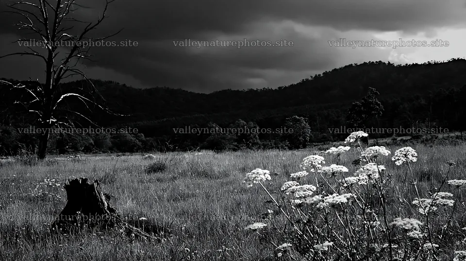 Fukushima native meadow with weathered stump under dark clouds – nature photography 10608x5938