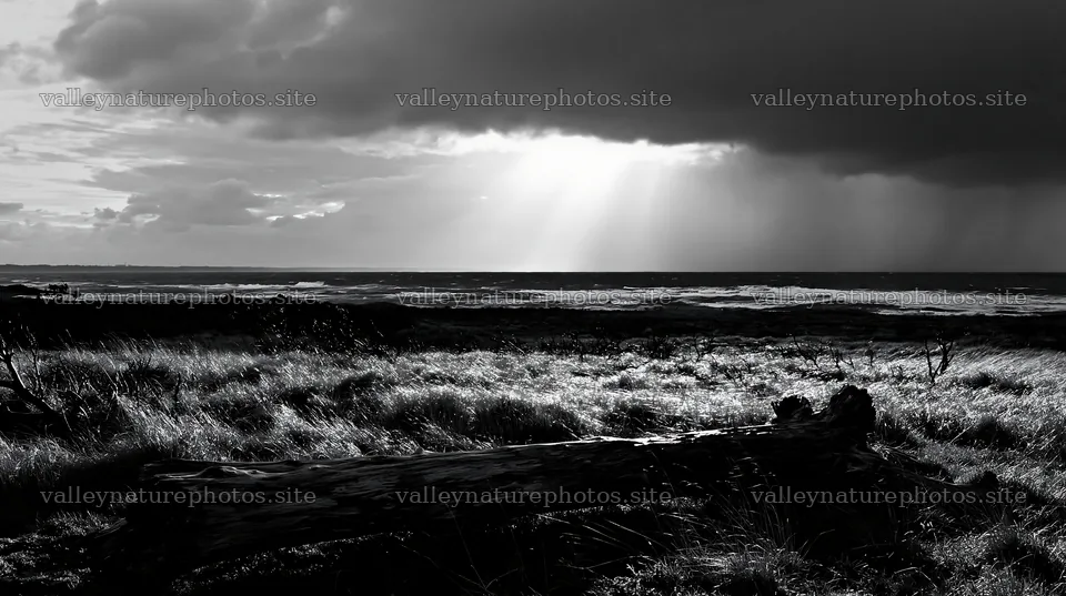 Chiba coastal climate meadow driftwood foreground at sunset – nature photography 10608x5938