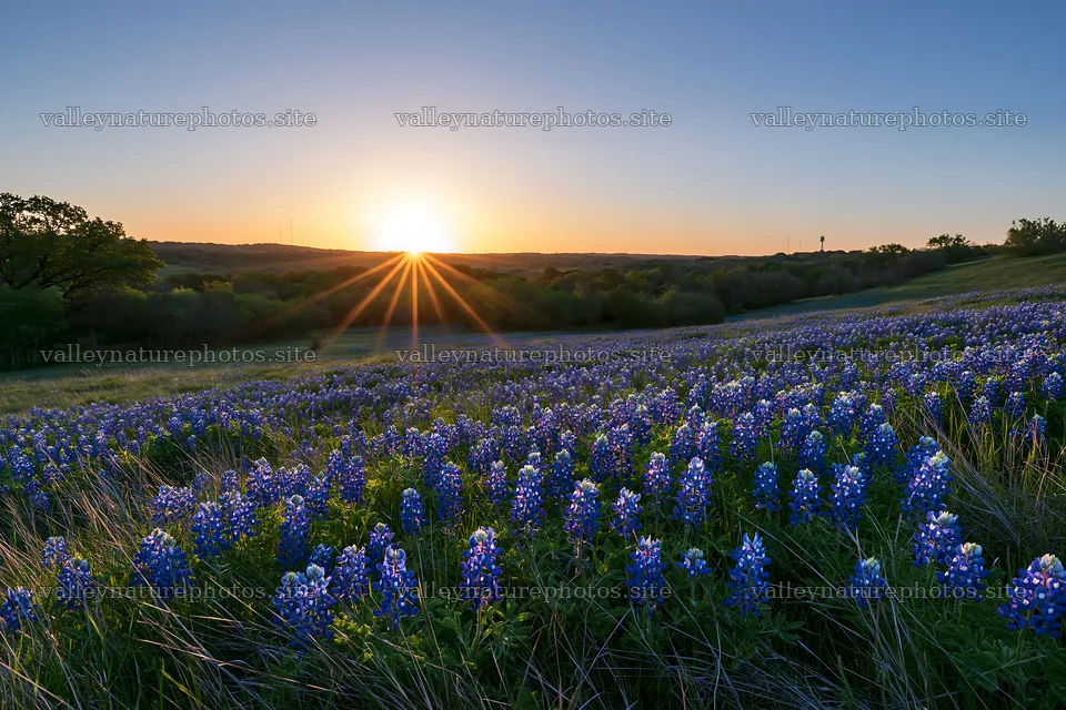 Bluebonnet meadow at sunrise with sun rays – nature photography 9722x6480