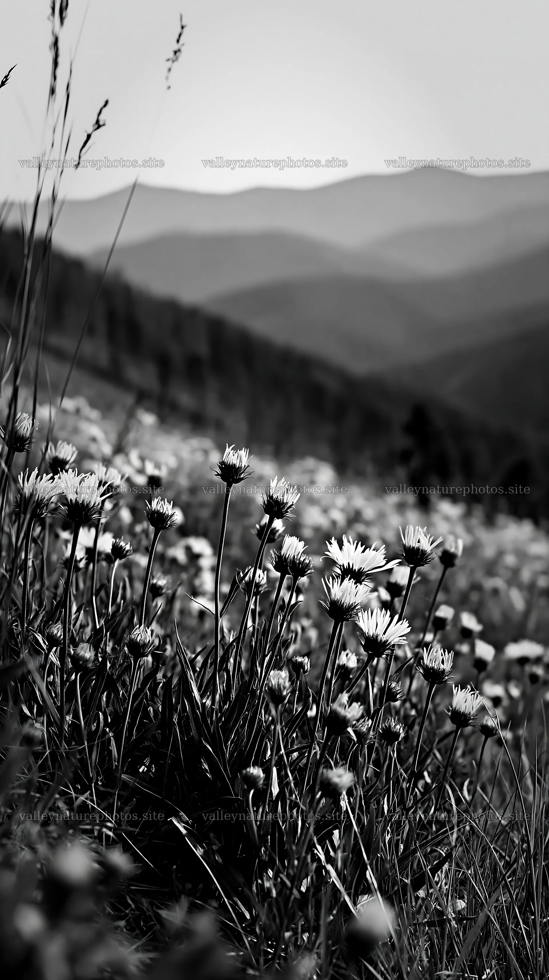 Yellow flowers in a spring meadow with distant mountains – nature photography 5938x10608