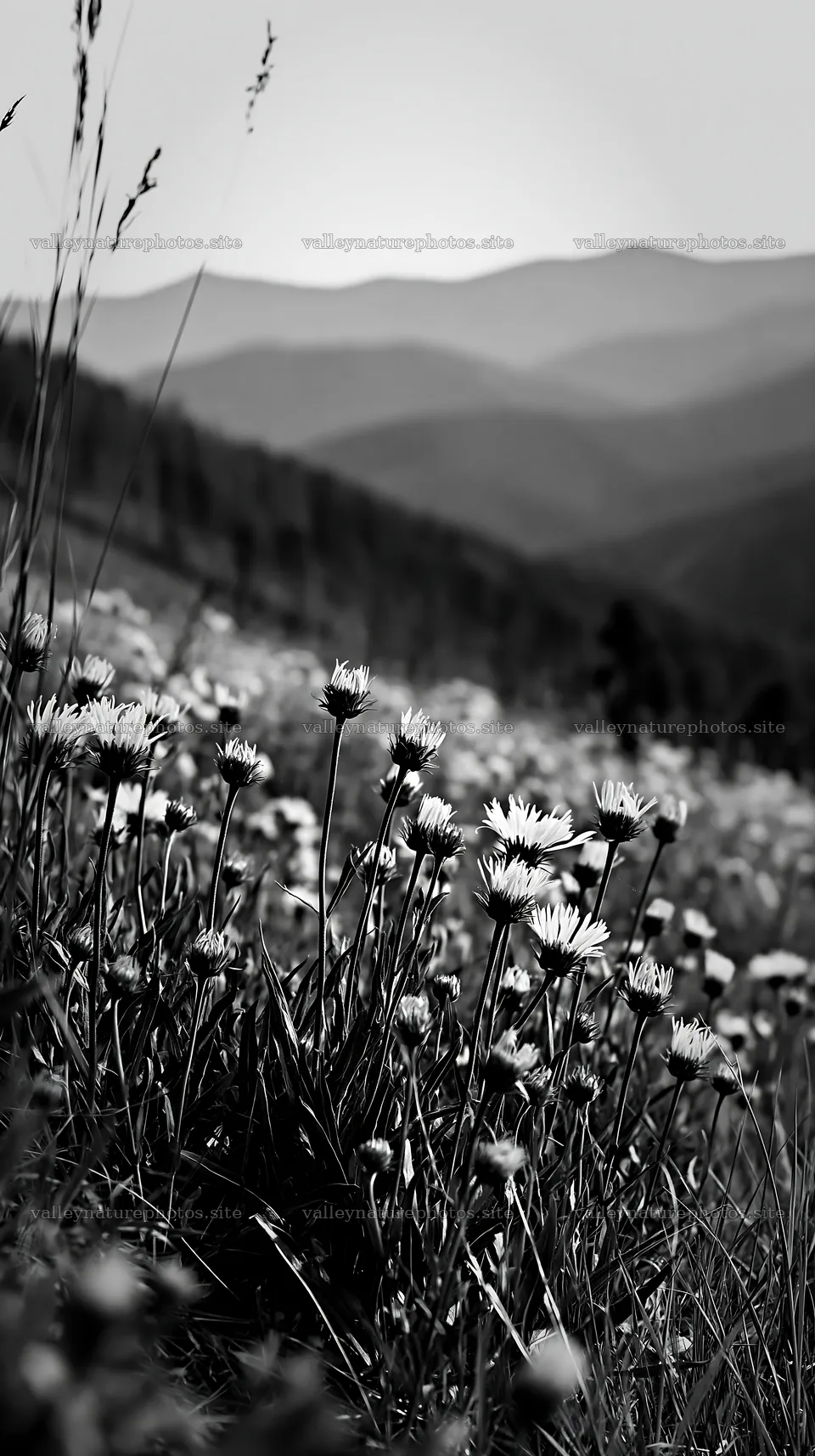 Yellow flowers in a spring meadow with distant mountains – nature photography 5938x10608