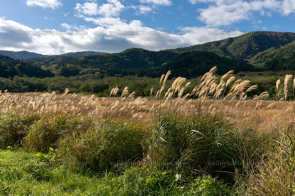 Aichi restored meadow autumn seedheads in the foreground – nature photography 9722x6480