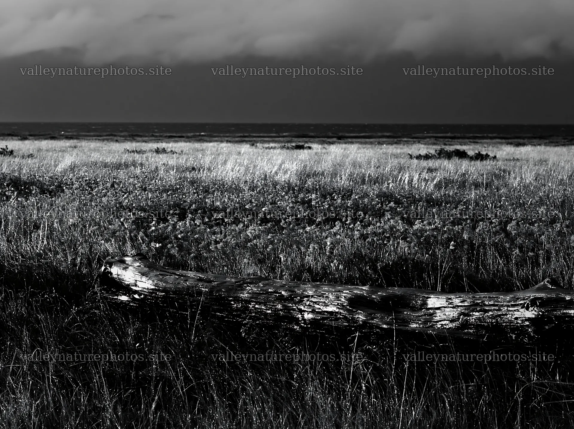 Chiba coastal climate meadow with driftwood in the foreground – nature photography 9174x6866
