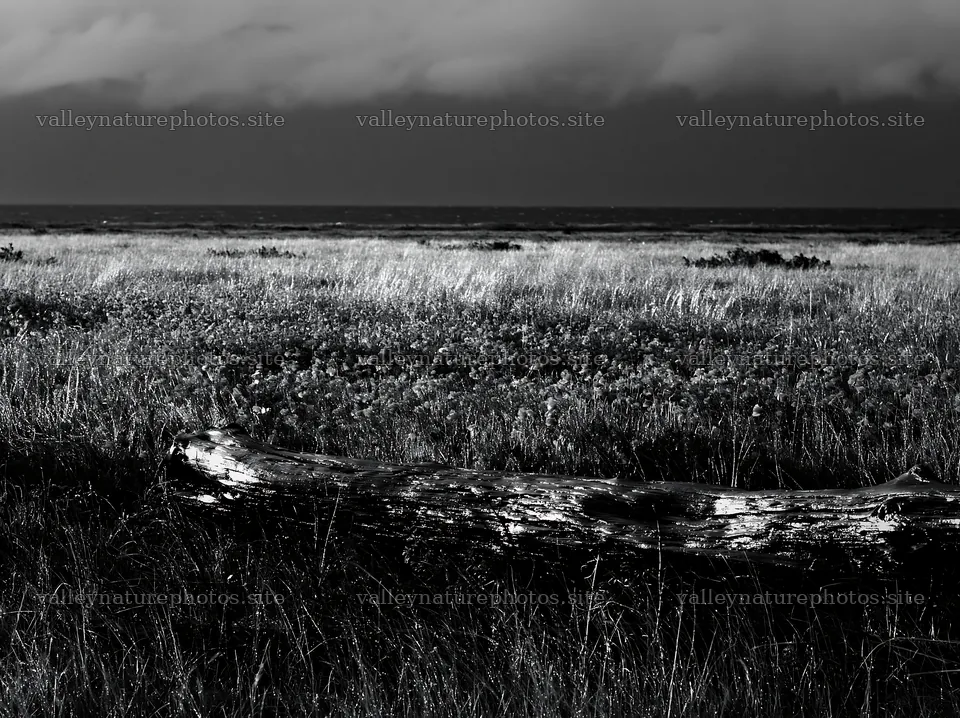 Chiba coastal climate meadow with driftwood in the foreground – nature photography 9174x6866