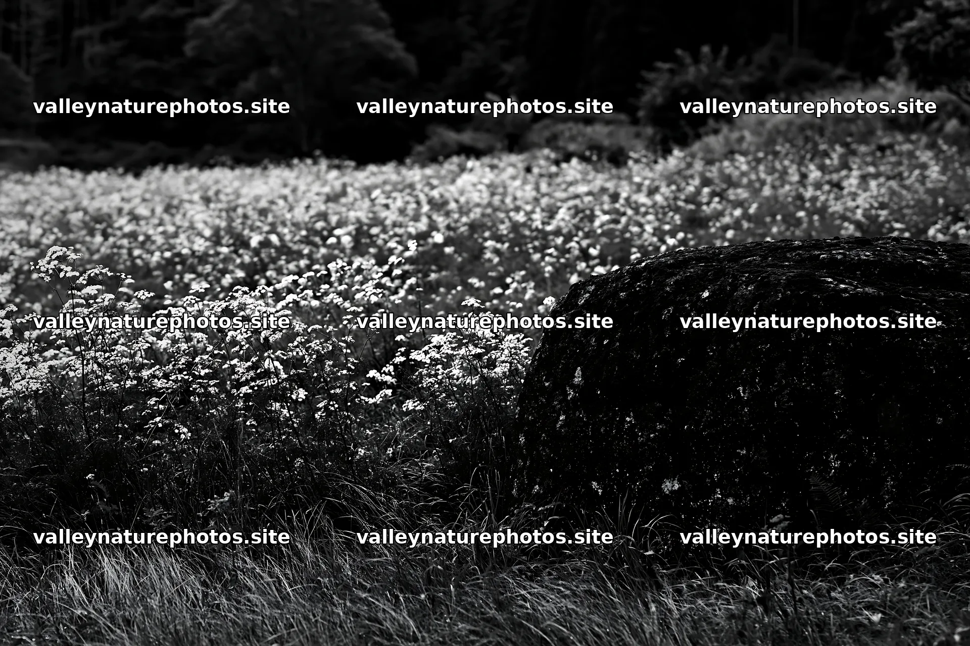 Aomori climate resilient meadow with boulder – nature photography 9722x6480