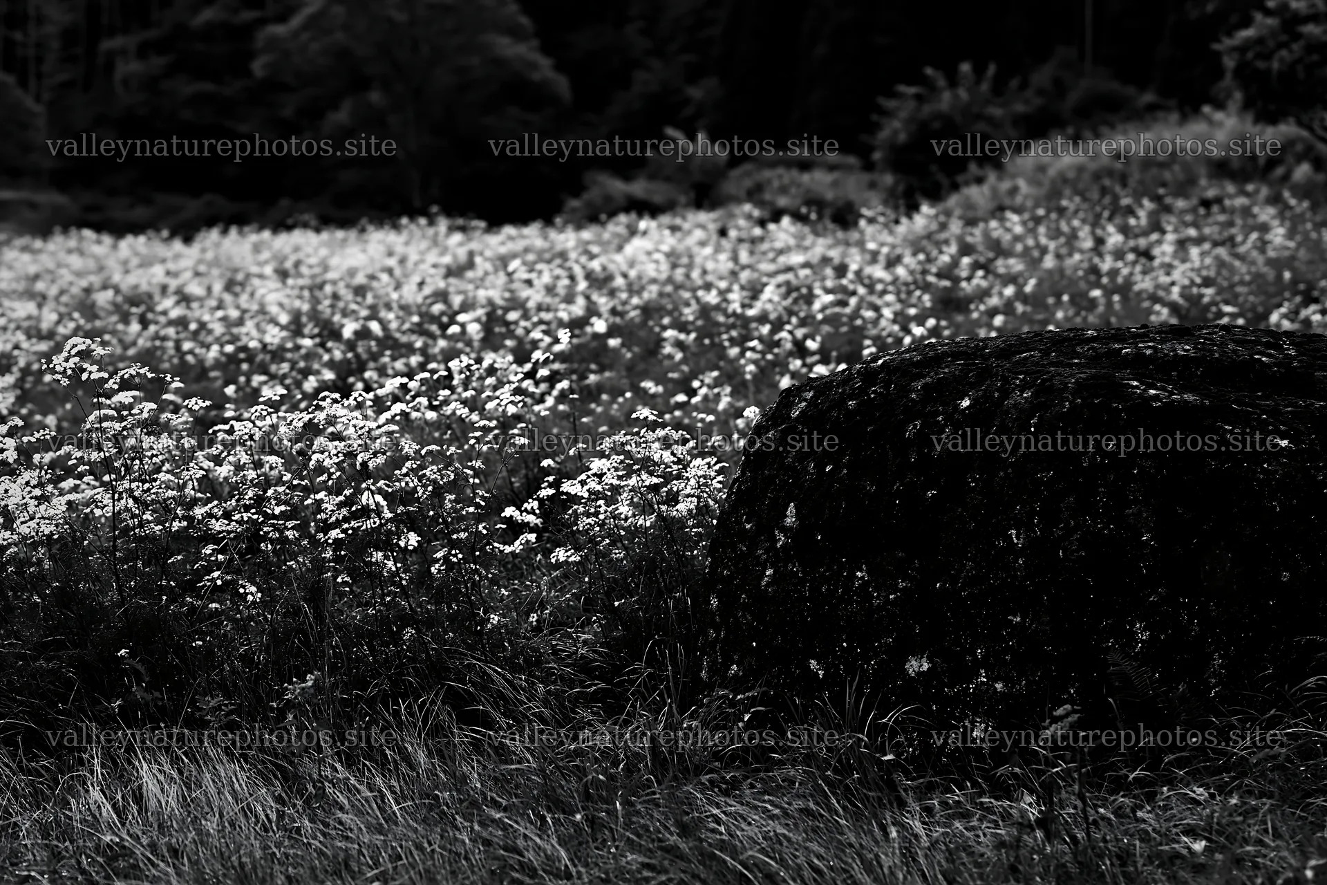Aomori climate resilient meadow with boulder – nature photography 9722x6480