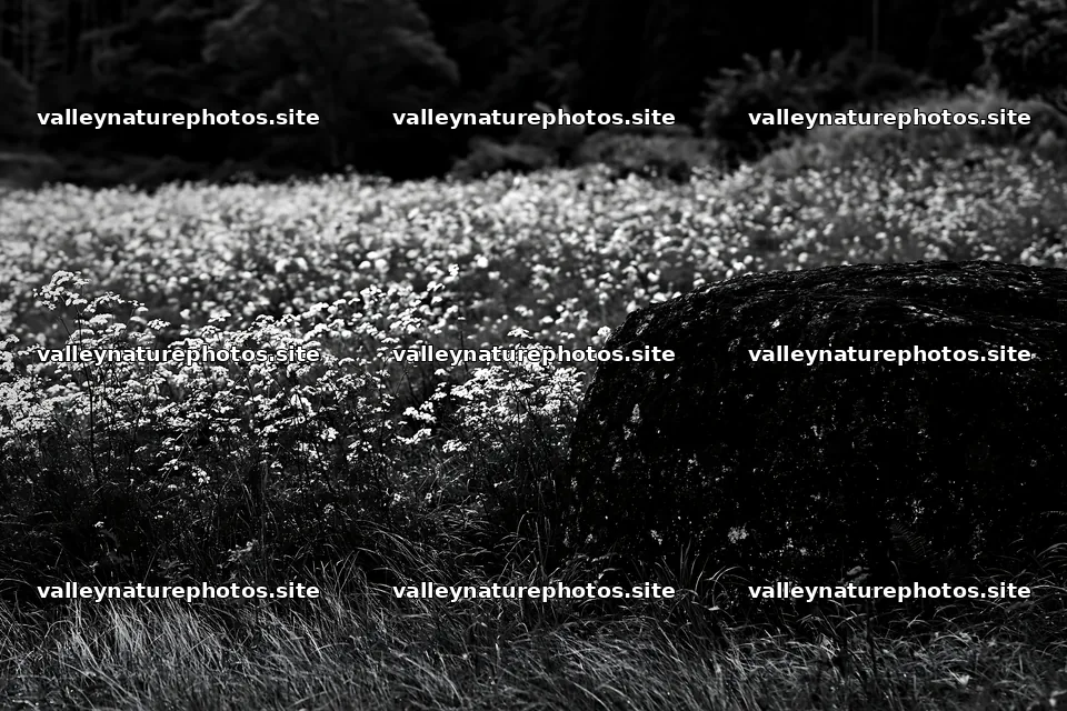 Aomori climate resilient meadow with boulder – nature photography 9722x6480