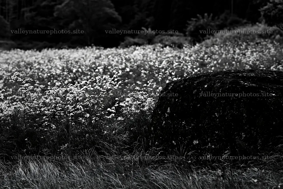 Aomori climate resilient meadow with boulder – nature photography 9722x6480