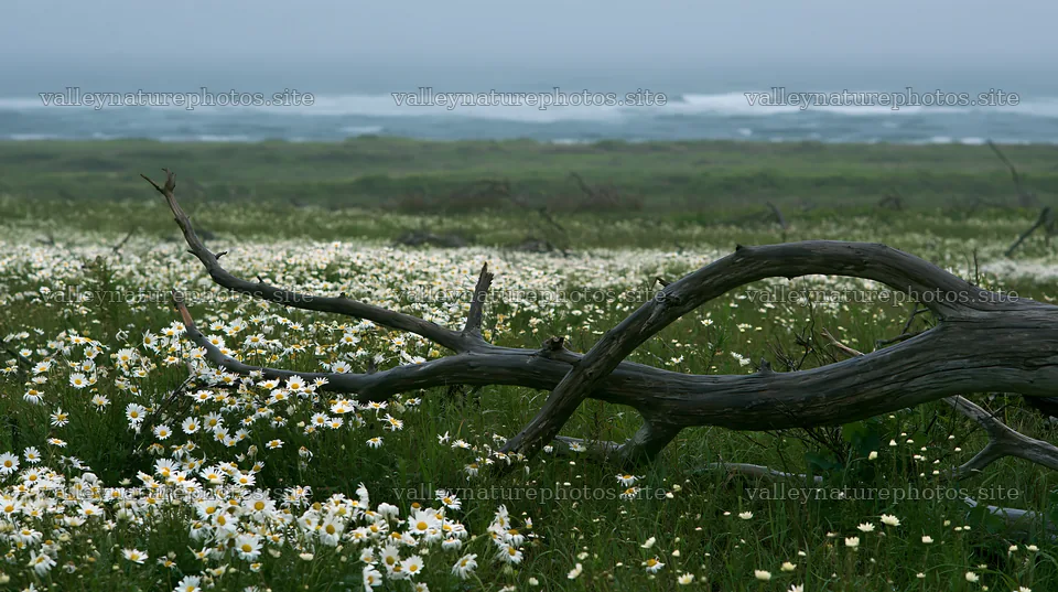 Ishikawa coastal meadow with storm washed driftwood and flowers – nature photography 10608x5938