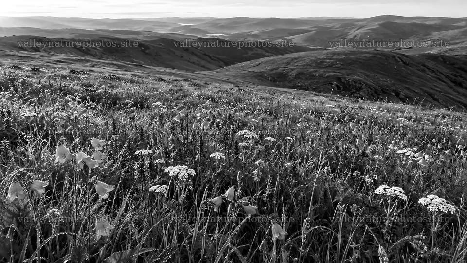 Wildflower Meadow Across Rolling Hills – nature photography 10324x5812