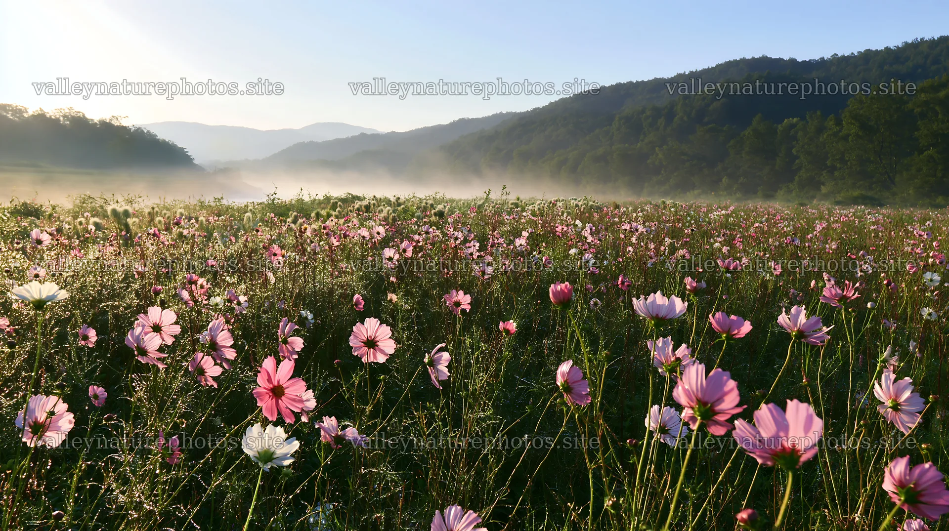 Colorful cosmos meadow with morning light in rural area – nature photography 10608x5938