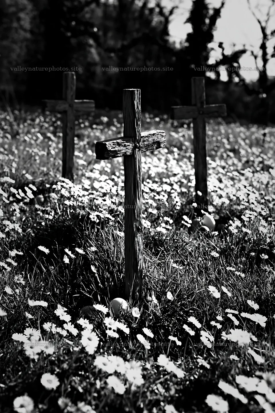 Three Christian crosses in a field of daisies – nature photography 6480x9722