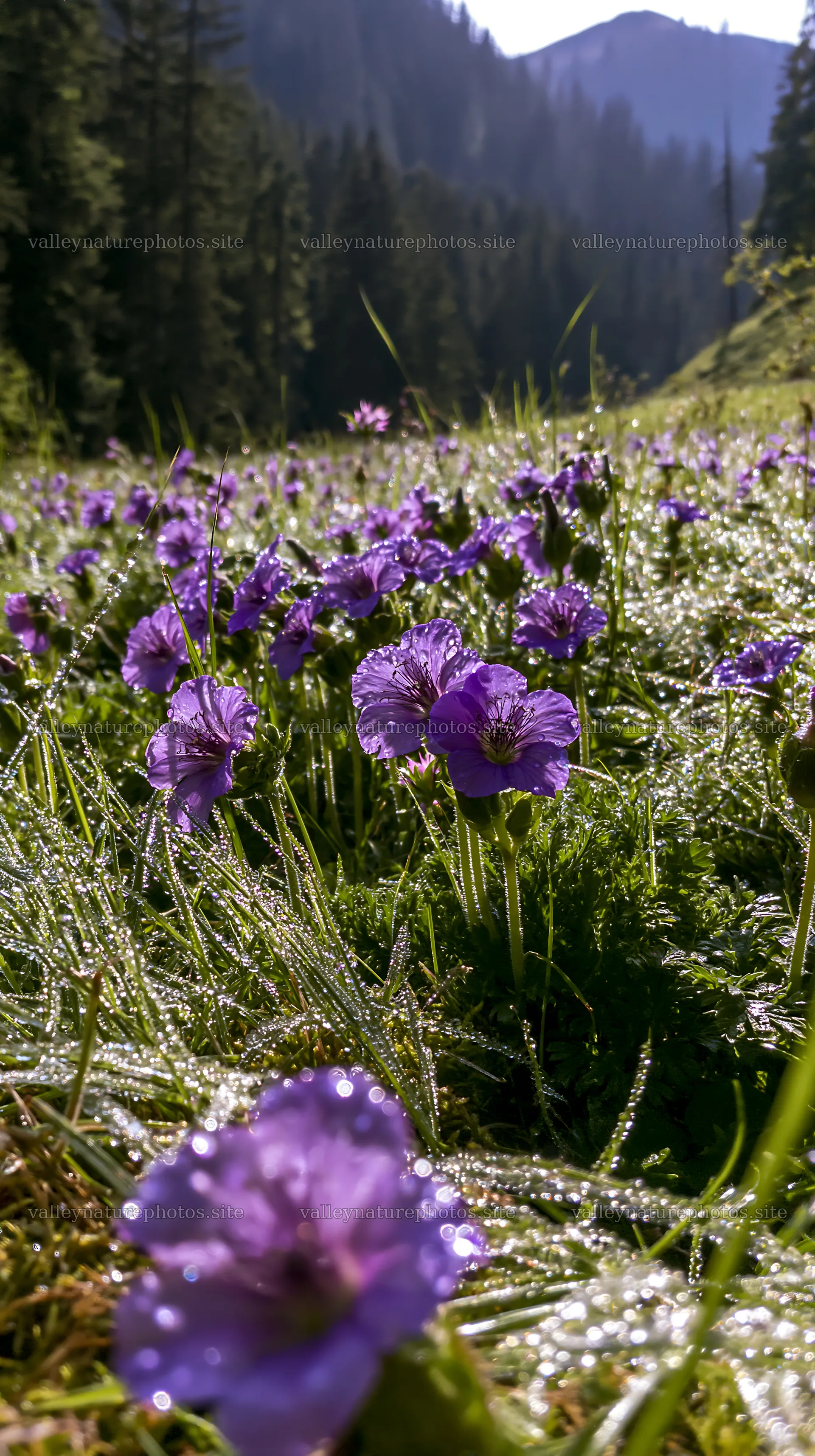 German foothill meadow with flowers in sunlight – nature photography 5938x10608