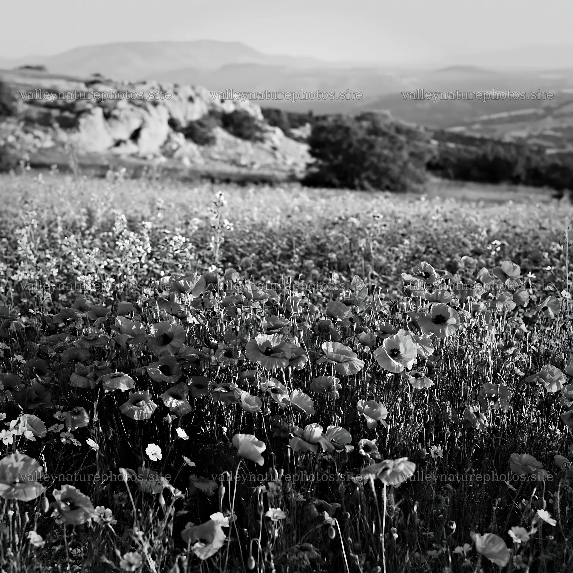 Poppy and flax meadow with hills in the background – nature photography 7938x7938
