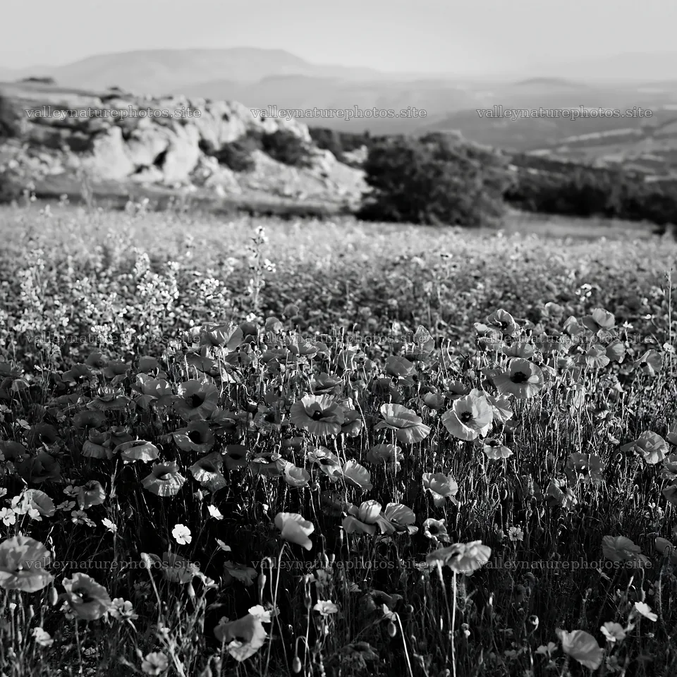 Poppy and flax meadow with hills in the background – nature photography 7938x7938