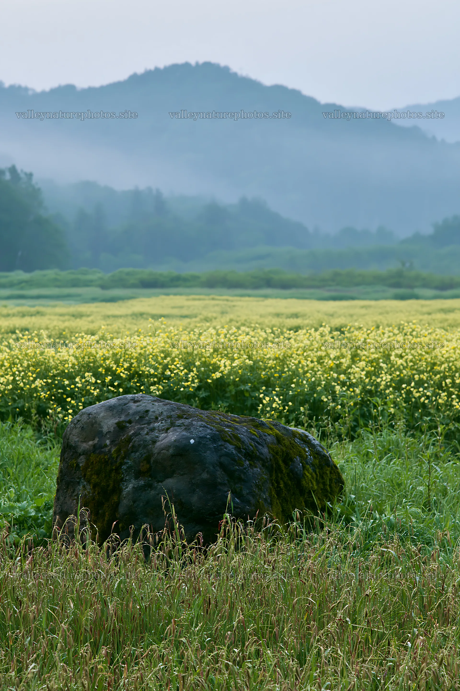 Miyagi spring recovery meadow mossy stone with yellow flowers – nature photography 6480x9722