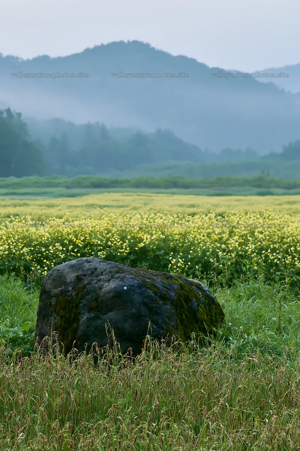 Miyagi spring recovery meadow mossy stone with yellow flowers – nature photography 6480x9722