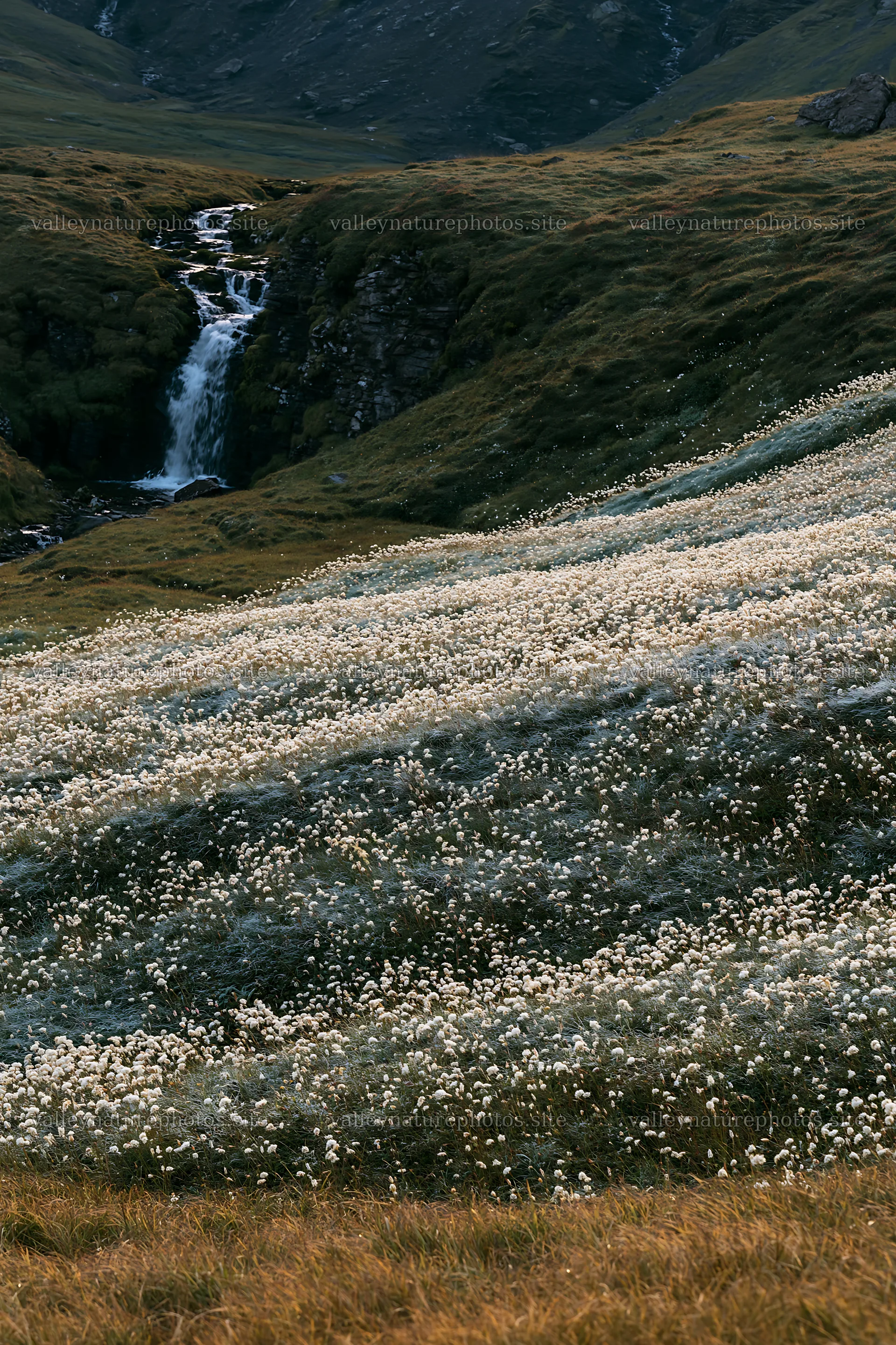 Cascade valley flower meadow with waterfall – nature photography 6480x9722