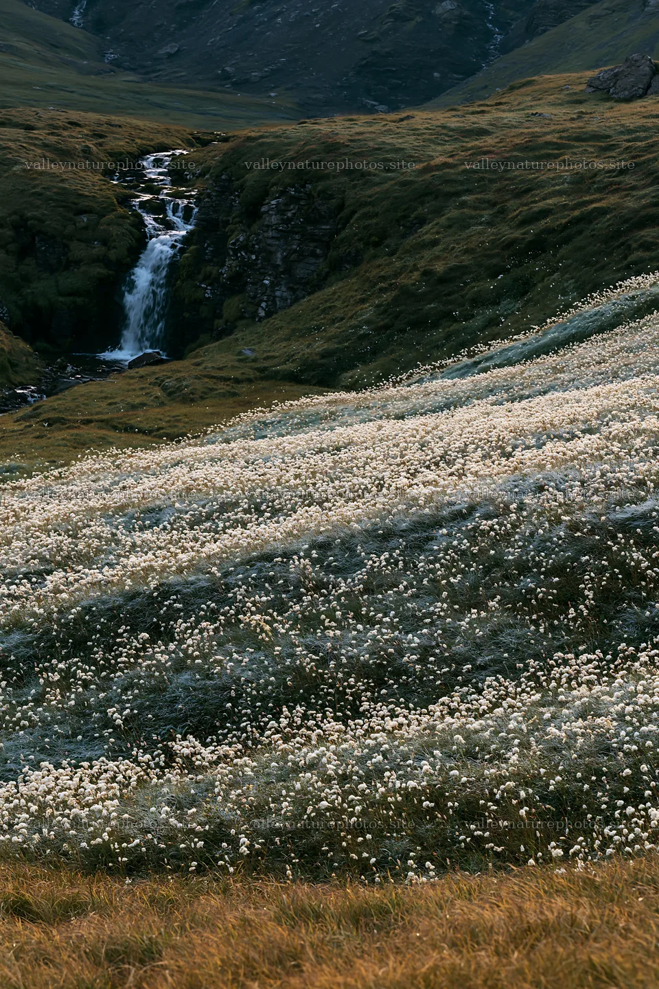 Cascade valley flower meadow with waterfall – nature photography 6480x9722