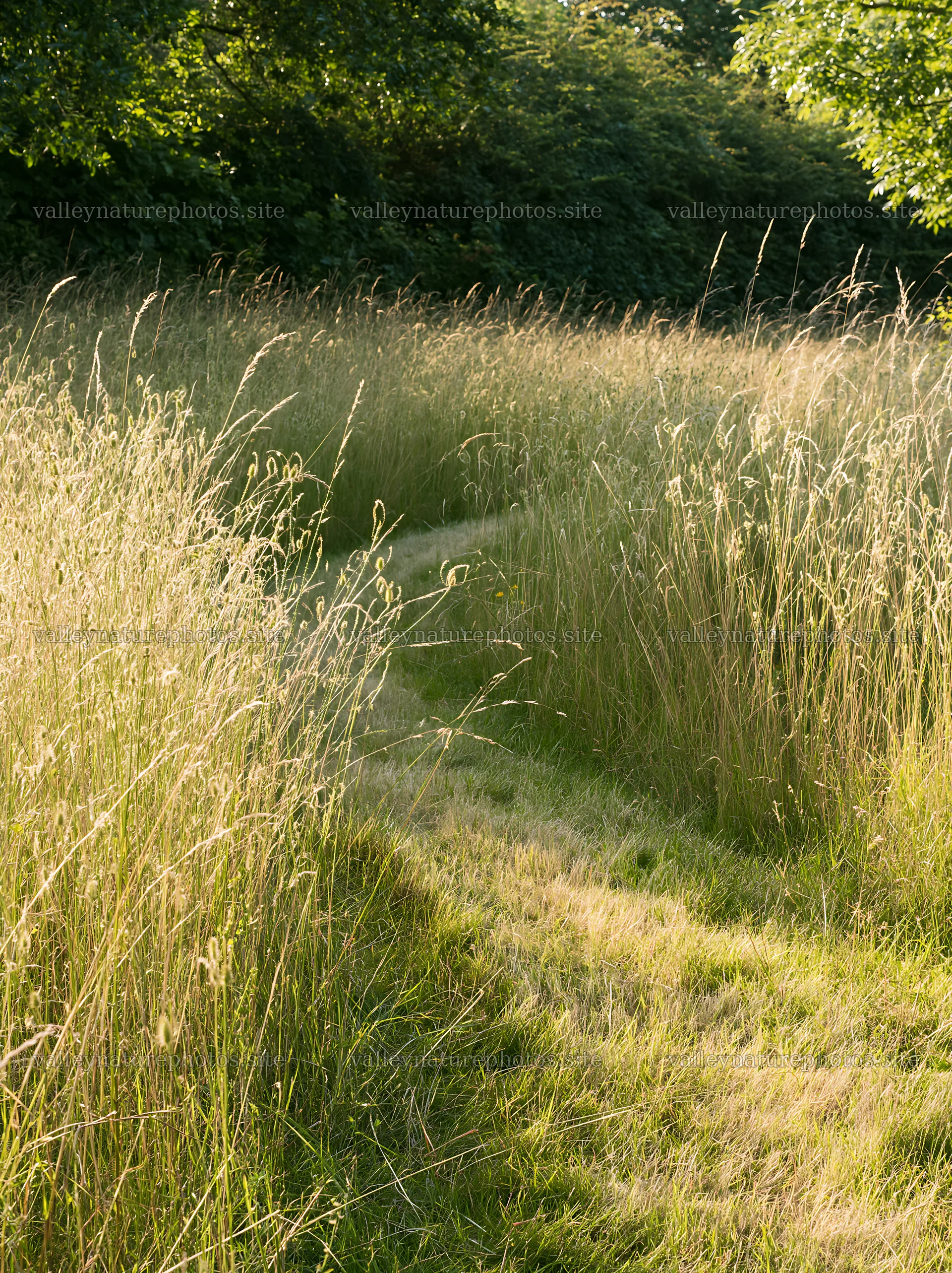 Path through tall seedhead meadow in sunlight – nature photography 6866x9174