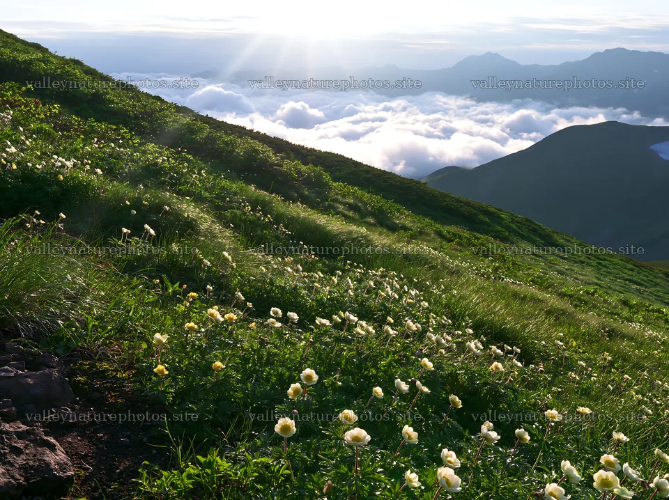 Daisetsuzan alpine meadow with light rays and blooming flowers – nature photography 9174x6866