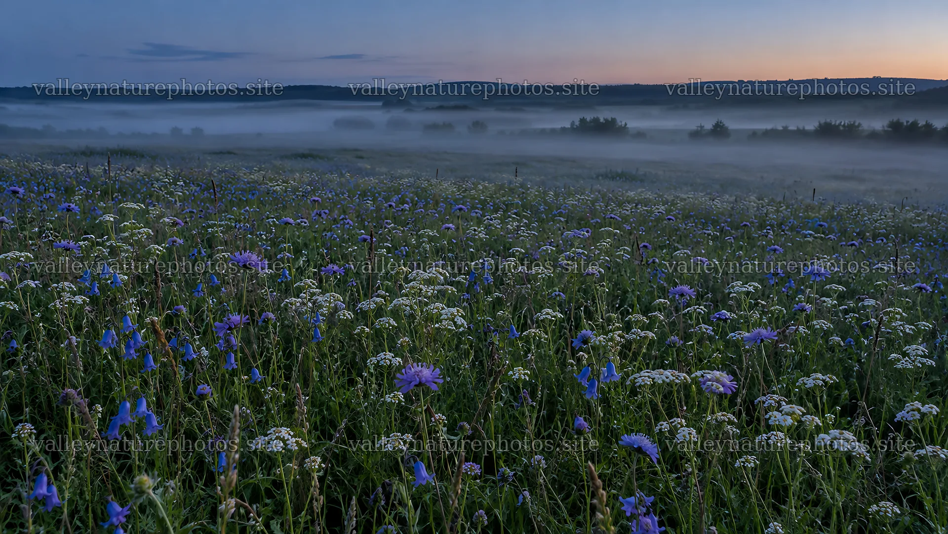 Wildflowers in a Dark Misty Meadow at Twilight – nature photography 10324x5812