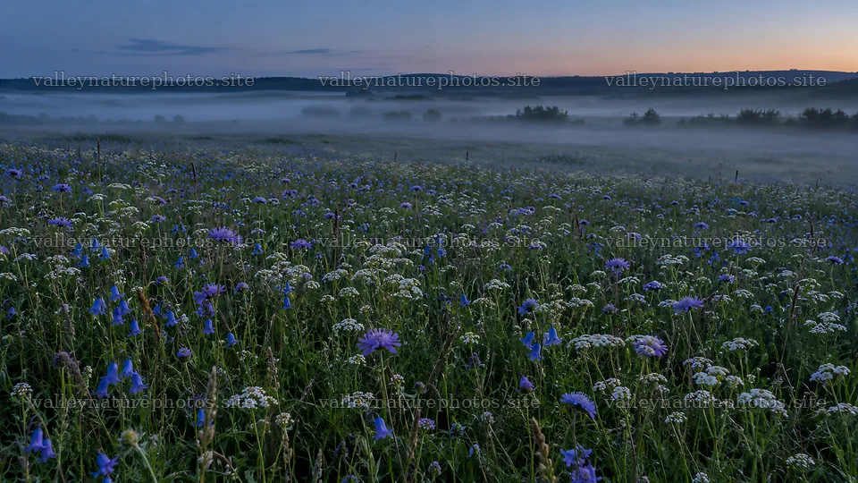 Wildflowers in a Dark Misty Meadow at Twilight – nature photography 10324x5812