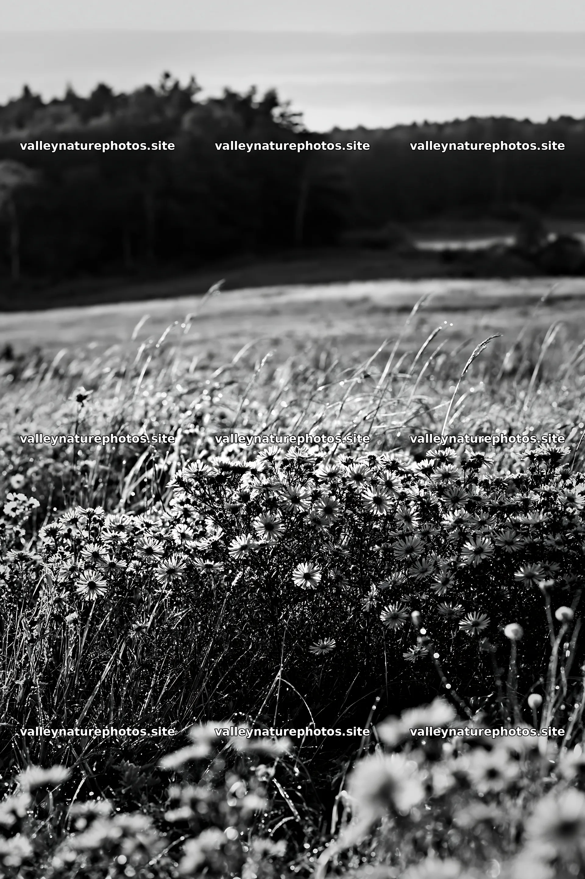 Expansive Hokkaido restoration meadow with dewdrops – nature photography 6480x9722
