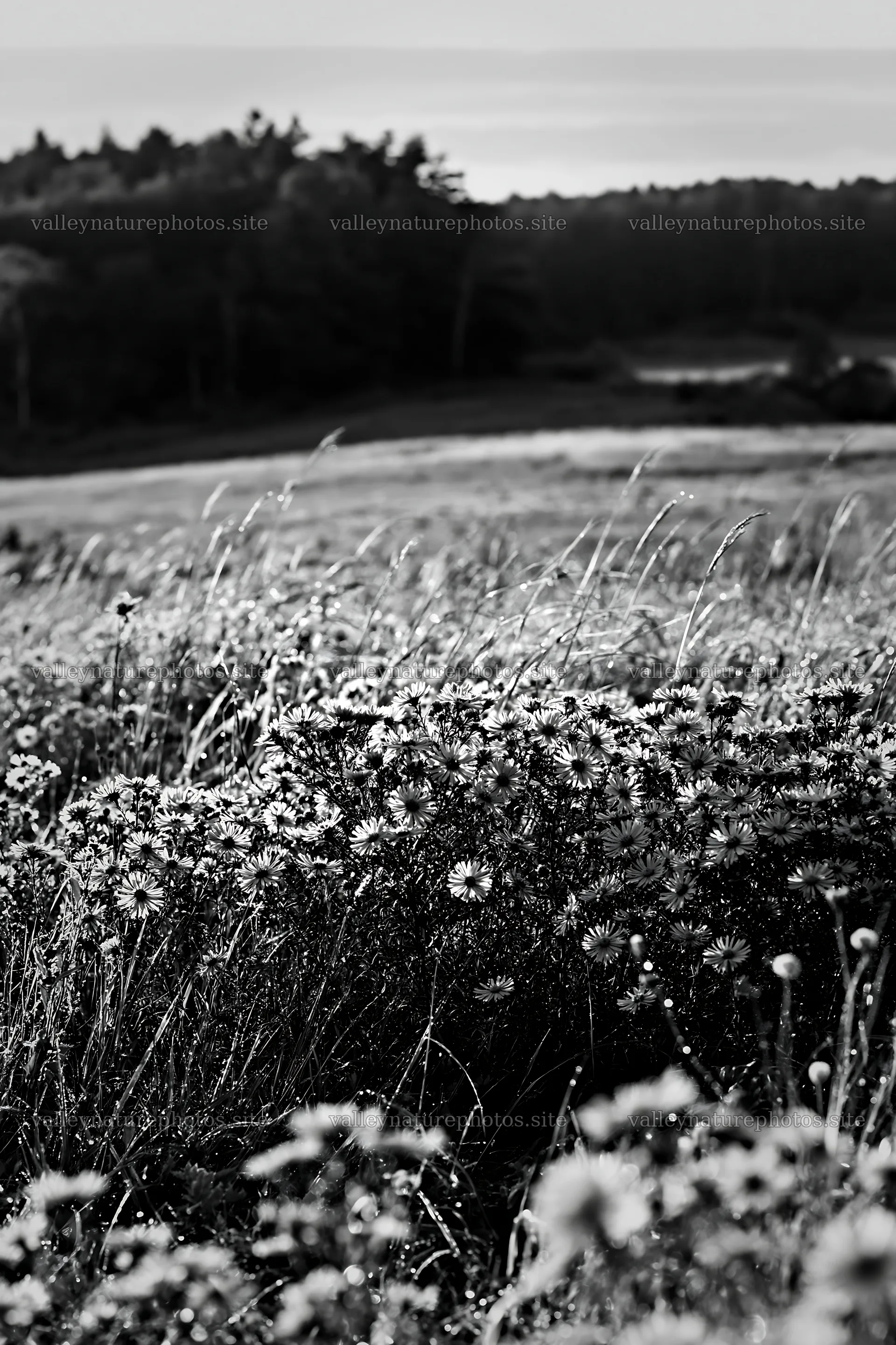 Expansive Hokkaido restoration meadow with dewdrops – nature photography 6480x9722