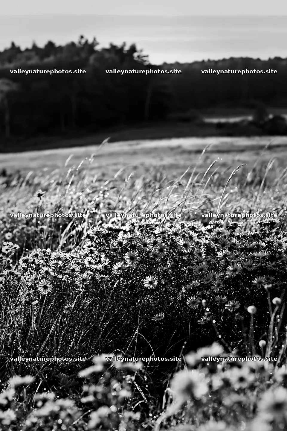 Expansive Hokkaido restoration meadow with dewdrops – nature photography 6480x9722