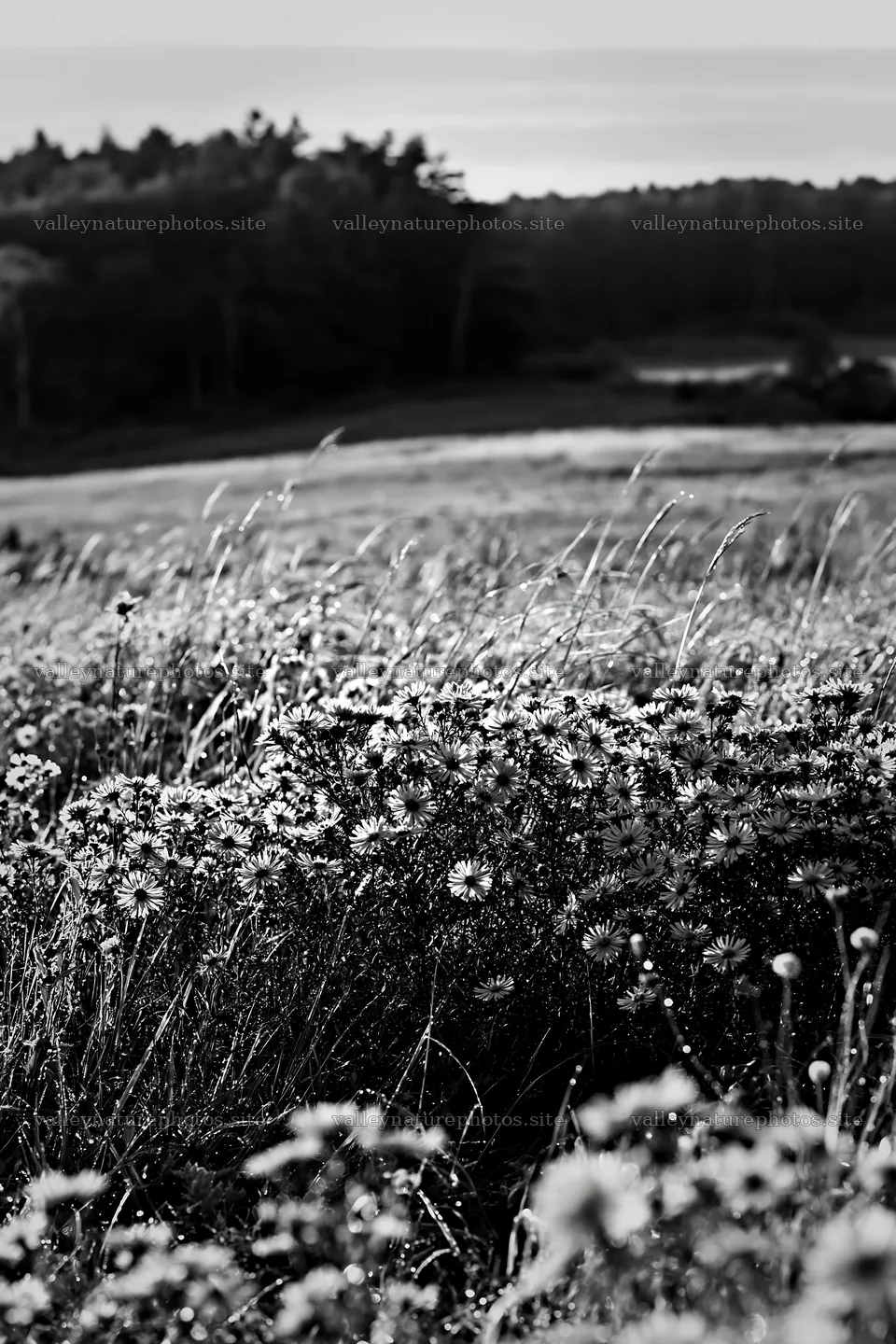 Expansive Hokkaido restoration meadow with dewdrops – nature photography 6480x9722