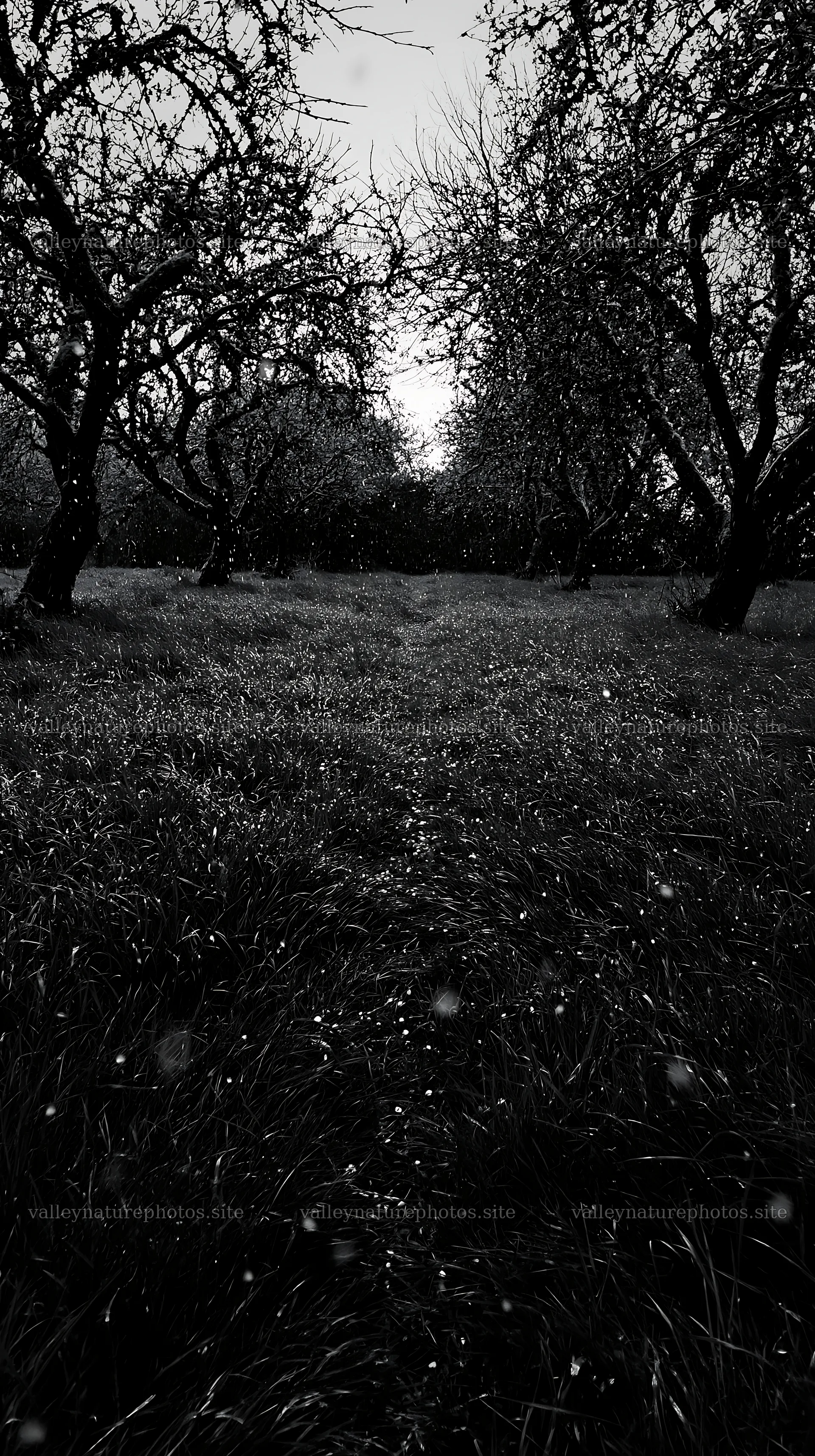 Moody orchard meadow with trees and grass field at dusk – nature photography 5938x10608