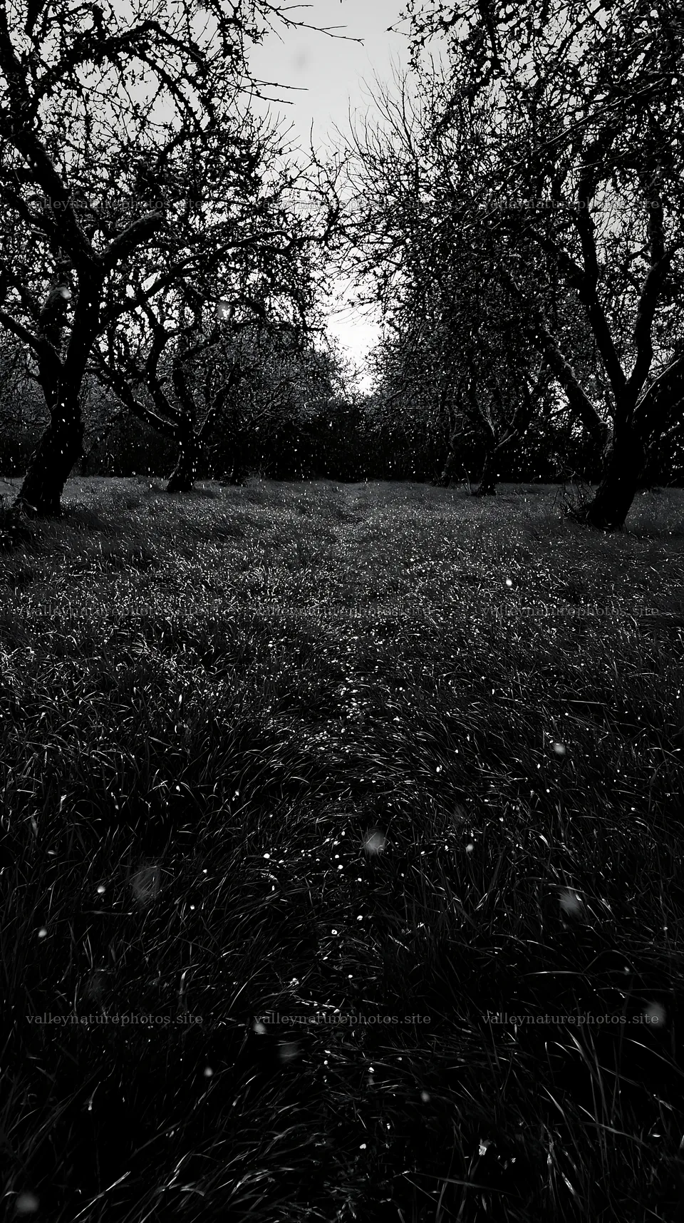 Moody orchard meadow with trees and grass field at dusk – nature photography 5938x10608