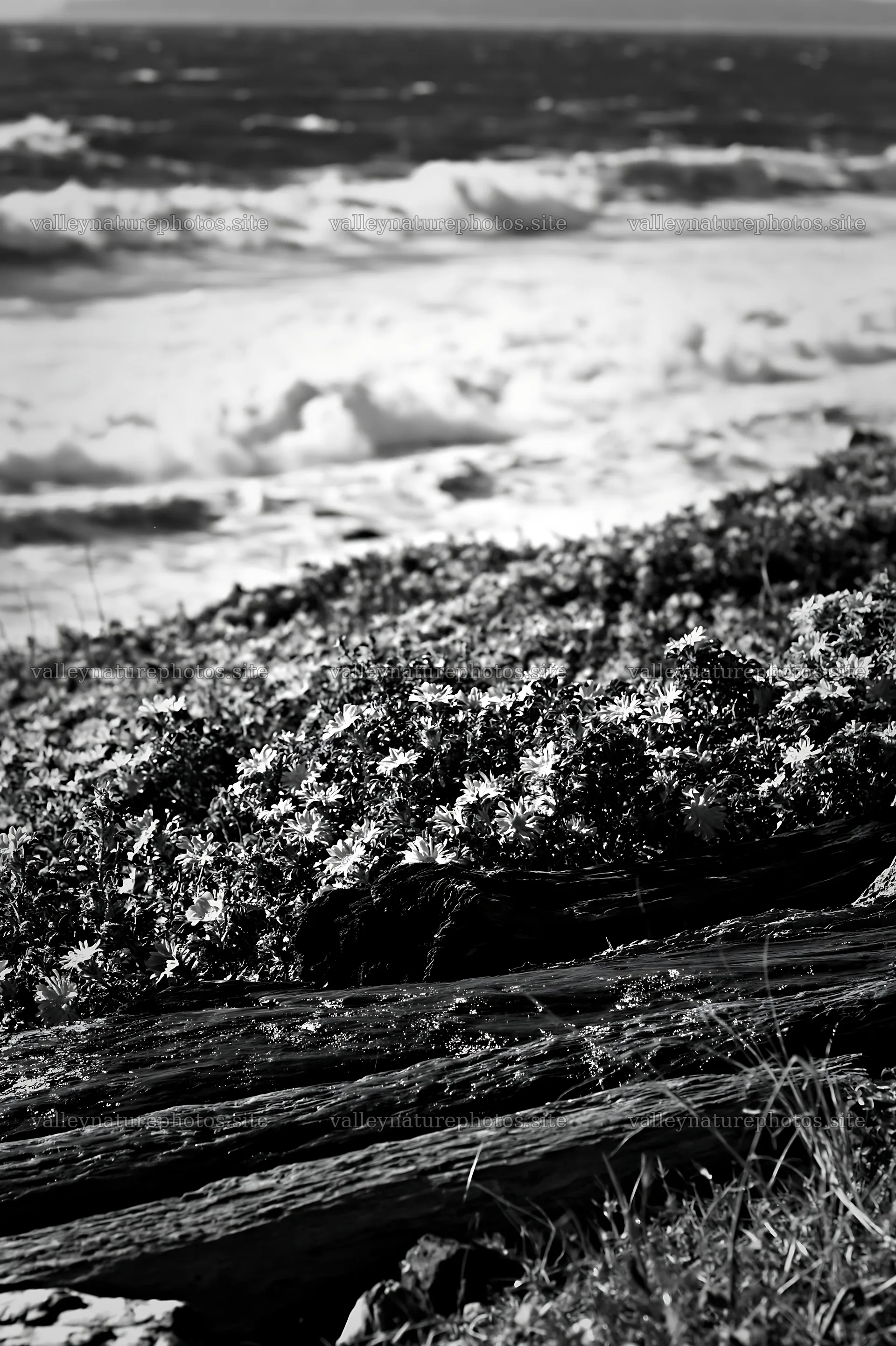 Chiba coastal climate meadow with driftwood and flowers – nature photography 6480x9722