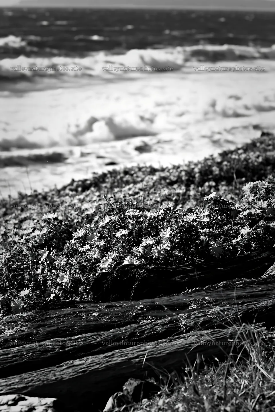 Chiba coastal climate meadow with driftwood and flowers – nature photography 6480x9722