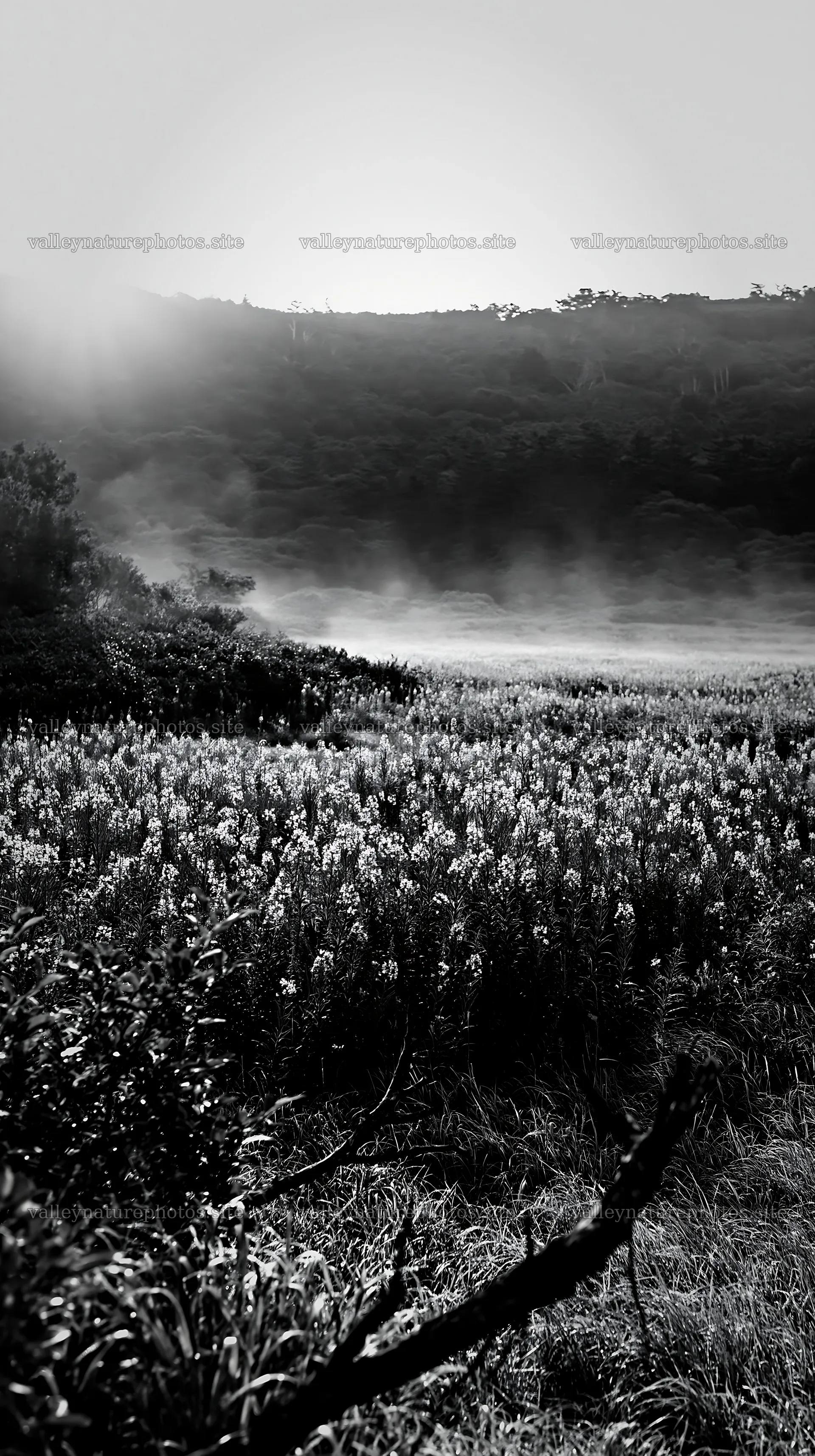Yamagata rewilded meadow fallen branch foreground with flowers – nature photography 5938x10608