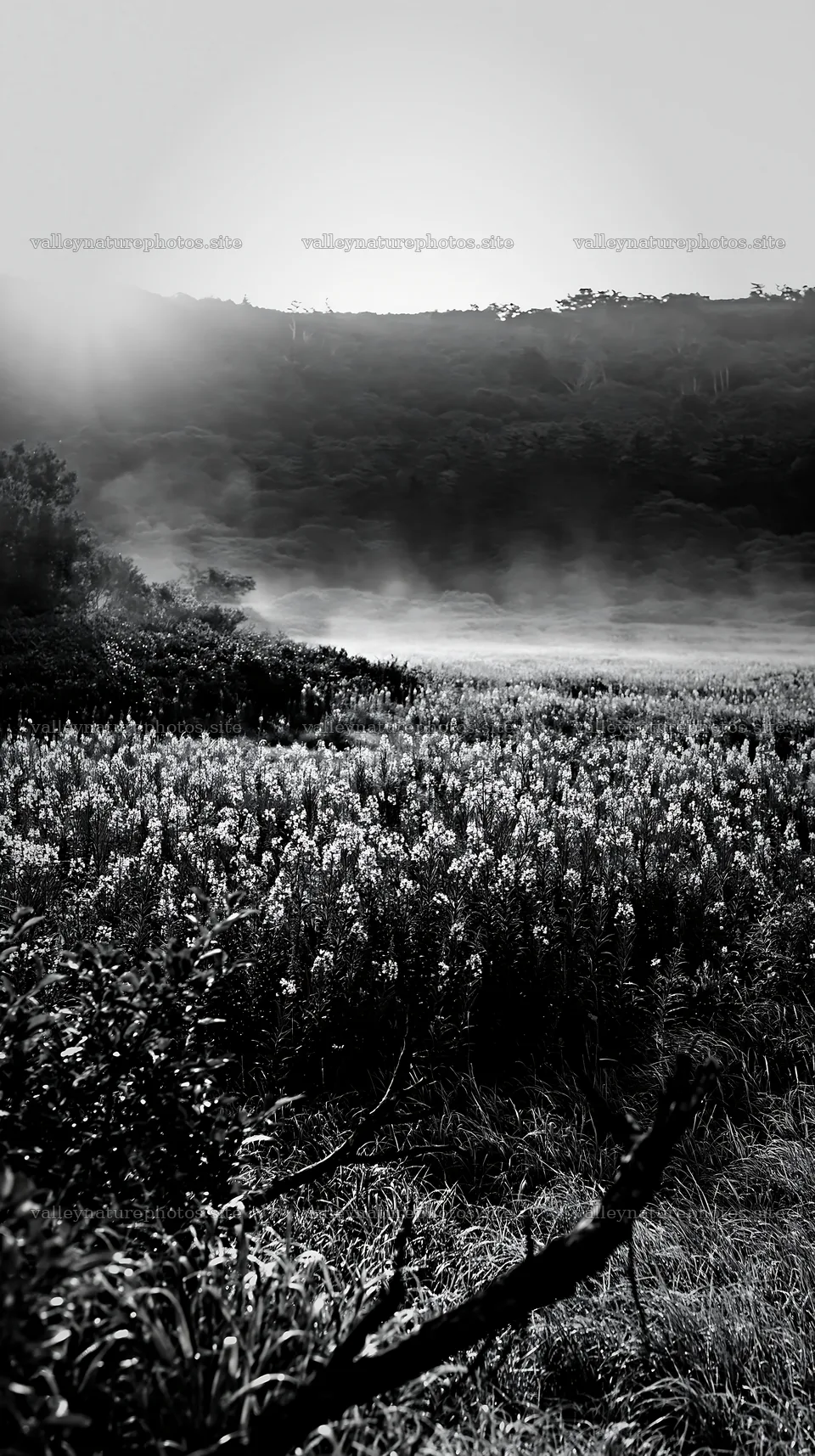 Yamagata rewilded meadow fallen branch foreground with flowers – nature photography 5938x10608