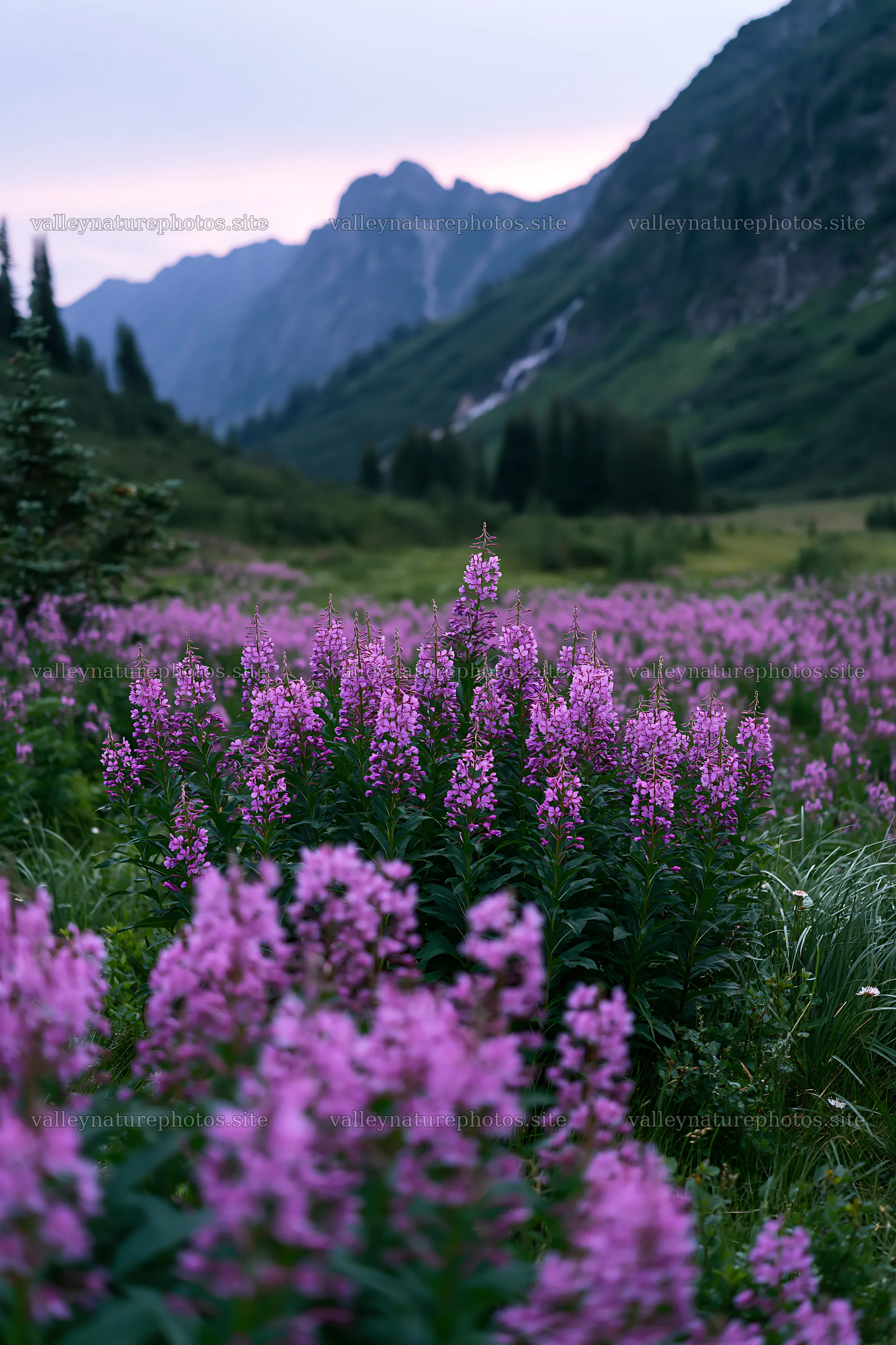 Mountain flower meadow with mountains in the background – nature photography 6480x9722