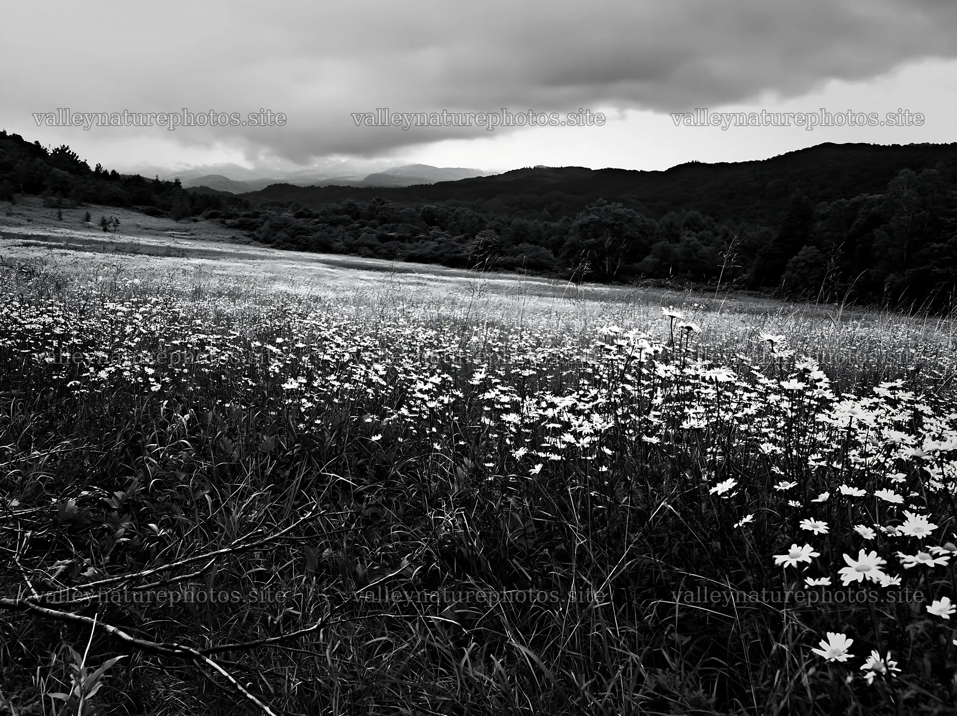 Yamagata rewilded meadow fallen branch foreground – nature photography 9174x6866