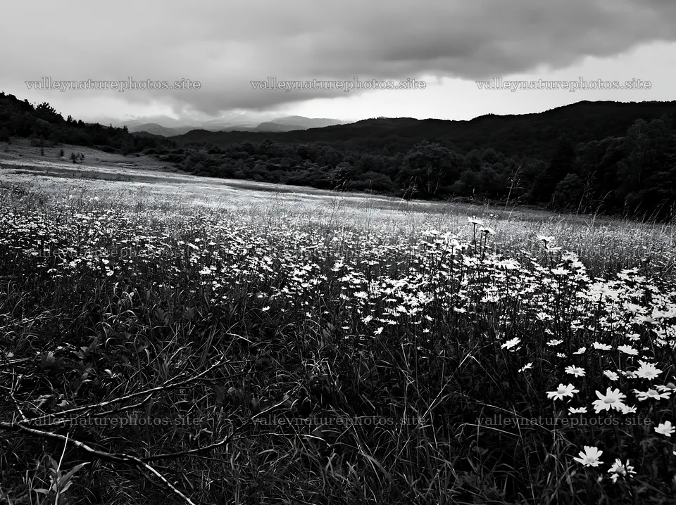 Yamagata rewilded meadow fallen branch foreground – nature photography 9174x6866