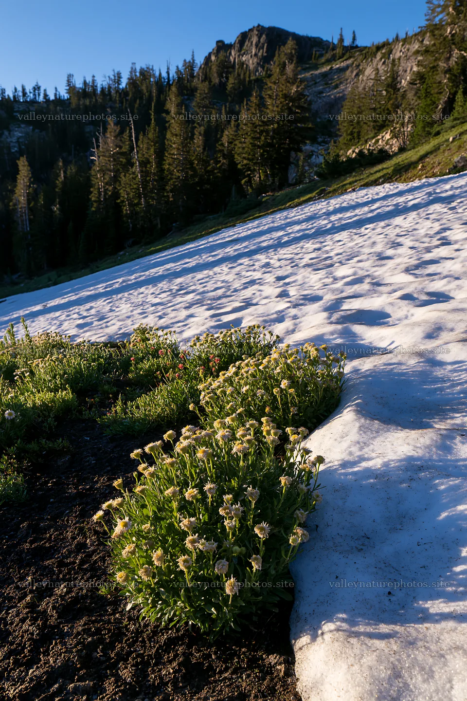Snowy foothill meadow with spring flowers under clear sky – nature photography 6480x9722