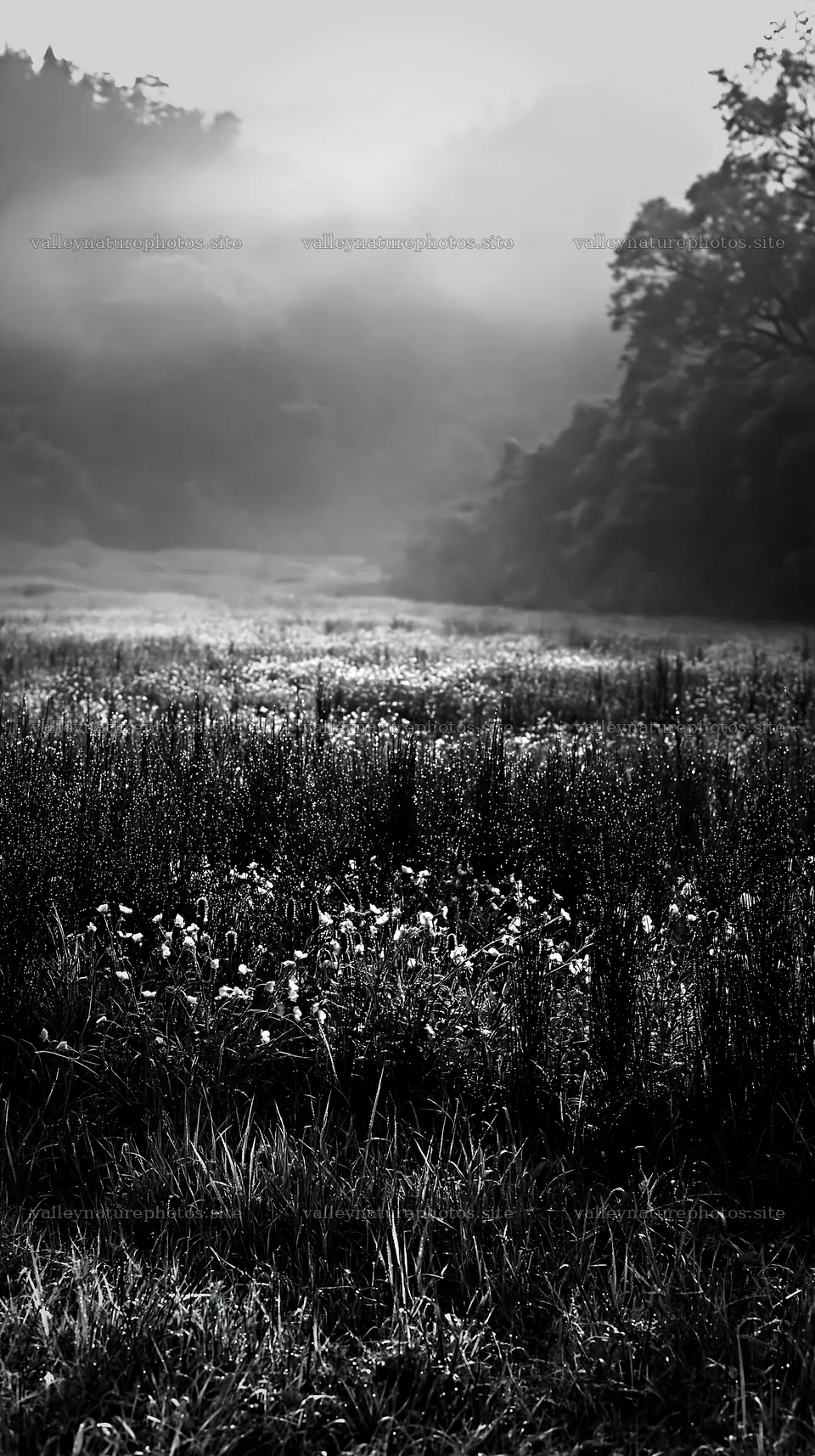 Meadow in Shizuoka after heavy rain – nature photography 5938x10608