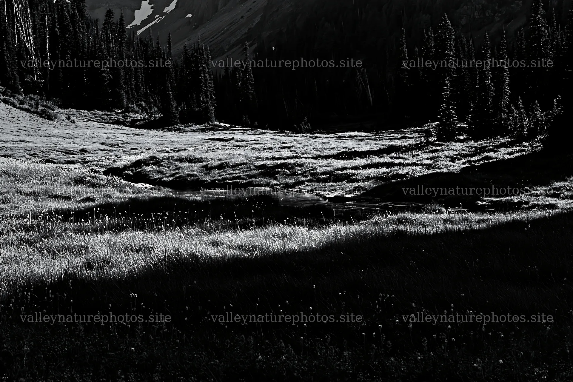 Mount Rainier paintbrush lupine meadow in black and white – nature photography 9722x6480