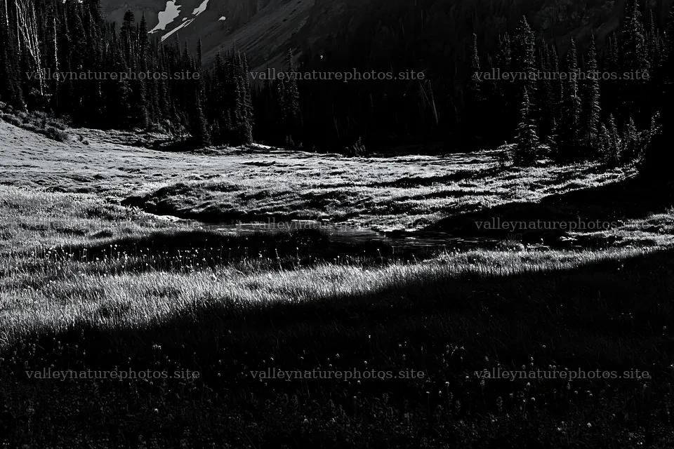 Mount Rainier paintbrush lupine meadow in black and white – nature photography 9722x6480