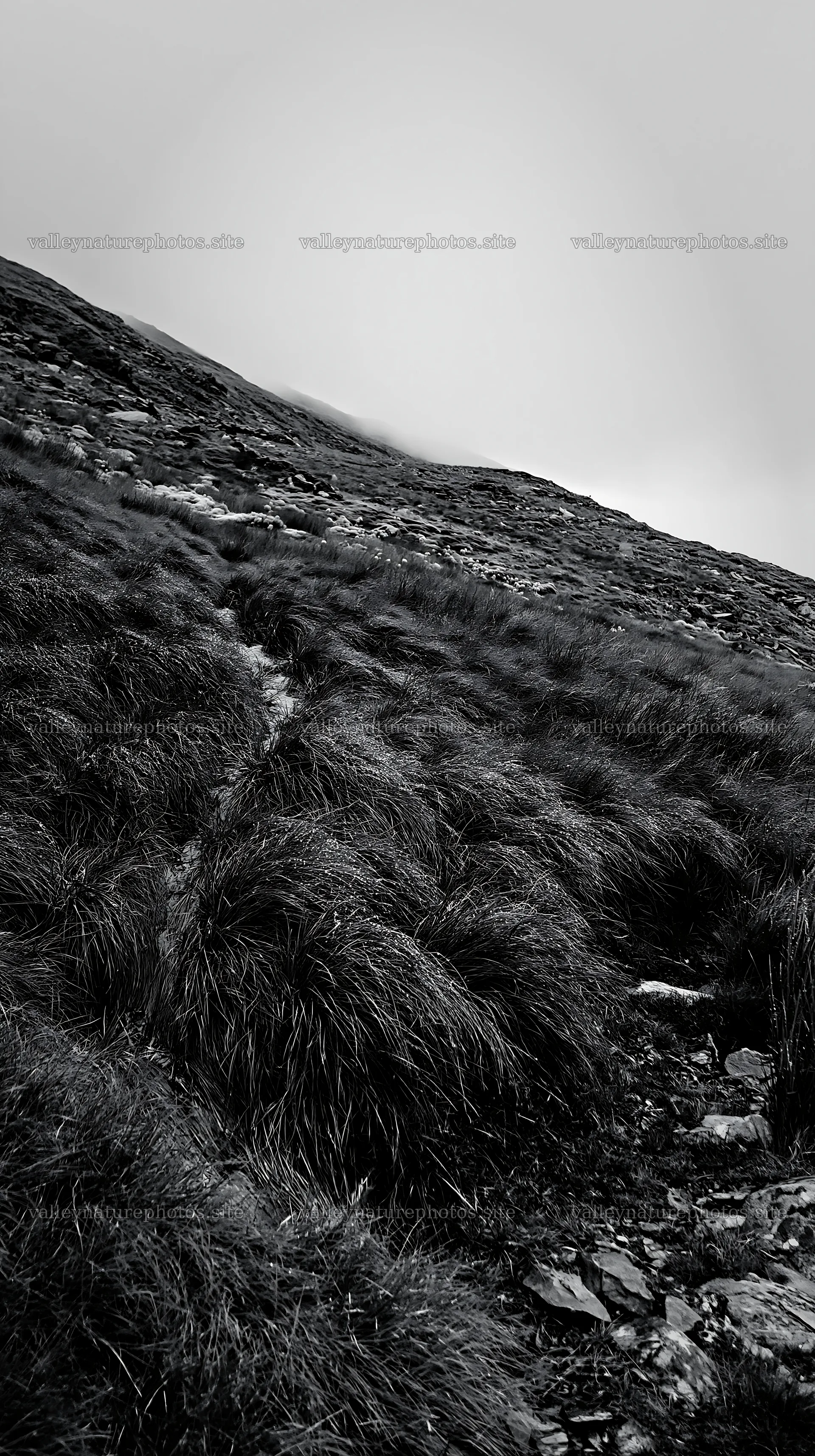 Climate-resilient meadow with grass in a mountainous area – nature photography 5938x10608