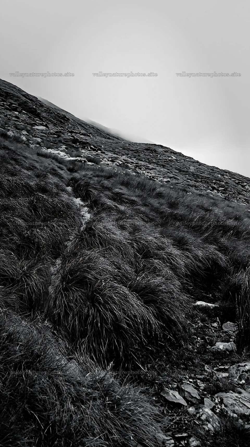 Climate-resilient meadow with grass in a mountainous area – nature photography 5938x10608
